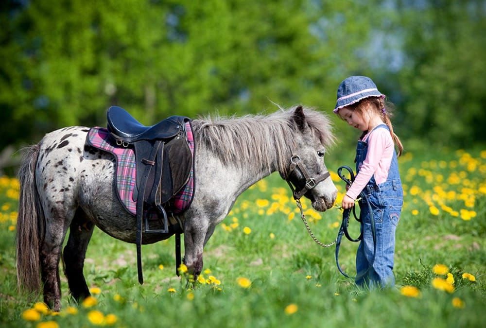 Riding stables "Reitstall Schneider in Dellach-St. Daniel (Gailtal)"